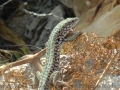 S1530259_web
