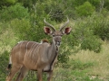 Suedafrika 2019