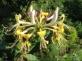 2011_05_12_garten_lonicera